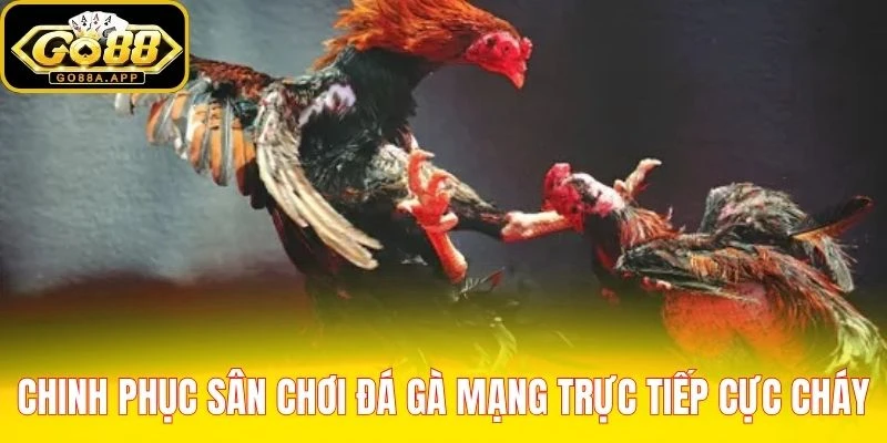 Chinh phục sân chơi đá gà mạng trực tiếp cực cháy