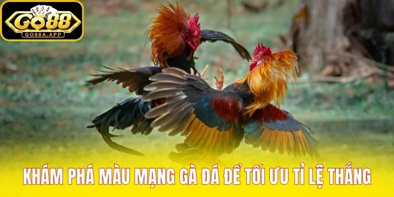 Khám phá màu mạng gà đá để tối ưu tỉ lệ thắng