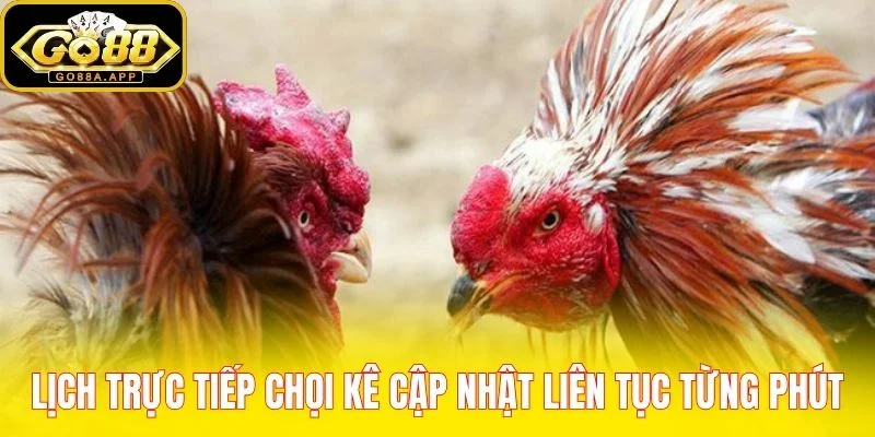 Lịch trực tiếp chọi kê cập nhật liên tục từng phút