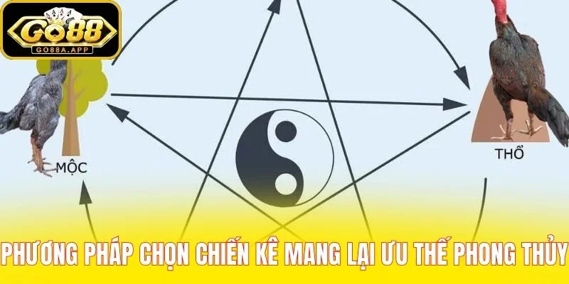 Phương pháp chọn chiến kê mang lại ưu thế phong thủy