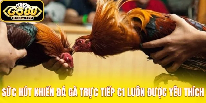 Sức hút khiến đá gà trực tiếp C1 luôn được yêu thích