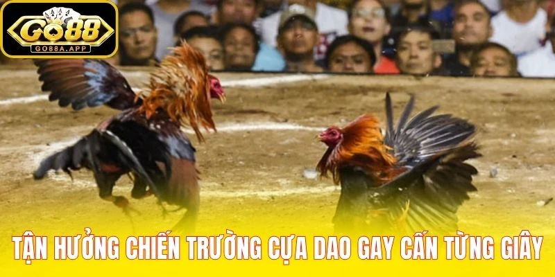 Tận hưởng chiến trường cựa dao gay cấn từng giây