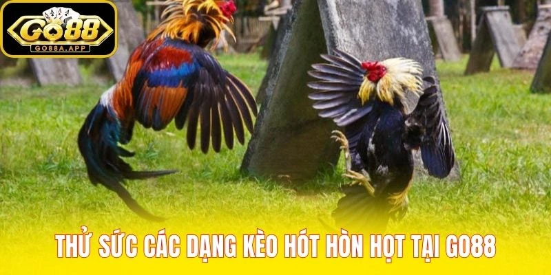 Thử sức các dạng kèo hót hòn họt tại Go88
